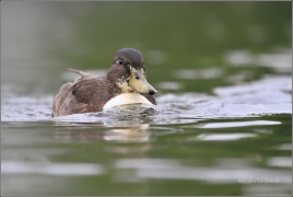 <p>KACHNA DIVOKÁ (Anas platyrhynchos) /Mallard - Stockente/</p>